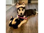 Adopt Panda a Black - with White Husky / Mixed dog in Zephyrhills, FL (41496052)