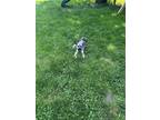 Adopt Grogy a Gray/Blue/Silver/Salt & Pepper Chinese Crested / Mixed dog in East