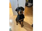 Adopt Gunther (Rot mix) a Black Rottweiler / Hound (Unknown Type) / Mixed dog in