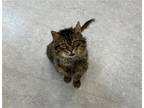 Adopt Morgan a Brown Tabby Domestic Mediumhair / Mixed (medium coat) cat in