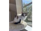 Adopt Relda a White (Mostly) Domestic Shorthair / Mixed (short coat) cat in