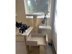 Adopt Allie and Suzie a Black & White or Tuxedo Domestic Shorthair / Mixed