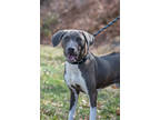 Adopt Duck a Merle Rhodesian Ridgeback / Mixed Breed (Medium) / Mixed (short