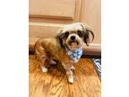 Adopt Matty a Pekingese dog in Windsor, CO (41543307)