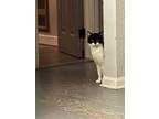 Adopt Louie a Black & White or Tuxedo Domestic Shorthair / Mixed (short coat)