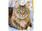 Adopt Peanut a Brown Tabby Maine Coon (medium coat) cat in Seminole Blvd