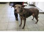 Adopt Hilda a Gray/Blue/Silver/Salt & Pepper Catahoula Leopard Dog dog in