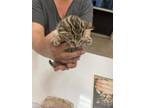 Adopt Amber a Brown Tabby Domestic Shorthair / Mixed Breed (Medium) / Mixed
