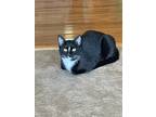 Adopt Eleanor a Black & White or Tuxedo American Shorthair / Mixed (short coat)