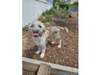 Adopt Freya a Tan/Yellow/Fawn - with Black Briard dog in Milliken, CO (41536423)