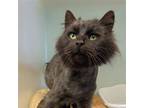 Adopt Martini a All Black Maine Coon / Mixed (short coat) cat in Herndon