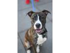 Adopt Rosie a Mutt dog in New York, NY (41511785)