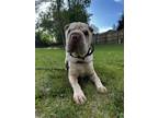 Adopt Walton a Tan/Yellow/Fawn Shar Pei / Mixed dog in Colorado Springs