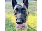 Adopt Yvette a Tan/Yellow/Fawn Belgian Malinois / Mixed dog in Oakland