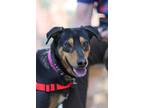 Adopt Davina a Australian Cattle Dog / Doberman Pinscher / Mixed dog in