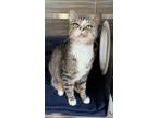 Adopt Shay a Domestic Shorthair / Mixed cat in Paris, KY (41543205)