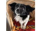 Adopt Polar Bear - So Loving! a Mixed Breed (Small) / Mixed dog in Seattle
