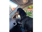 Adopt Rodger a Tricolor (Tan/Brown & Black & White) Mountain Cur / Mixed dog in