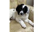 Adopt Angus Lonestar a White - with Black Great Pyrenees / Mixed dog in