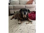 Adopt Sammy Senior NJ a Shepherd (Unknown Type) / Mixed dog in Rockaway