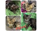 Adopt Fievel a Brown Tabby Domestic Shorthair (short coat) cat in Hollister