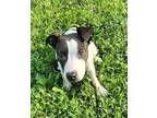 Adopt Baby Jaxon a Brown/Chocolate Pit Bull Terrier / Mixed dog in Lewis Center