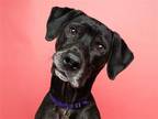 Adopt MIKKO a Black Plott Hound / Mixed dog in Denver, CO (41537291)