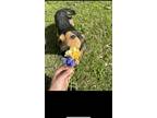 Adopt Bleu a Brown/Chocolate - with Black Bluetick Coonhound / German Shepherd