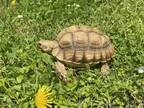 Adopt Georgia O'keefe a Tortoise reptile, amphibian, and/or fish in Uwchlan