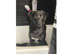 Adopt Coven a Black - with White Labrador Retriever / Rhodesian Ridgeback /