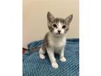 Adopt Brie a Gray, Blue or Silver Tabby Domestic Shorthair / Mixed (short coat)