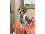Adopt Munster a Gray or Blue (Mostly) Domestic Shorthair / Mixed (short coat)