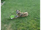 Adopt Freya a Brindle Boxer / Catahoula Leopard Dog / Mixed dog in Omaha