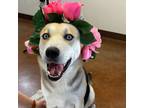 Adopt Mia* a Tricolor (Tan/Brown & Black & White) Catahoula Leopard Dog / German