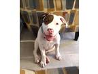 Adopt Zayan a White American Pit Bull Terrier / Mixed Breed (Medium) / Mixed