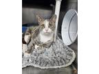 Adopt Marla a Gray or Blue Domestic Shorthair / Mixed Breed (Medium) / Mixed