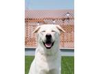 Adopt Guleum a White - with Tan, Yellow or Fawn Labrador Retriever / Jindo /