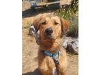 Adopt Maynard a Red/Golden/Orange/Chestnut Golden Retriever / Mixed dog in