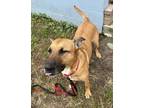 Adopt Bravo a Brindle Mixed Breed (Small) / Mixed Breed (Medium) / Mixed (short