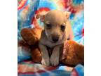 Adopt Cogswell a Dachshund / Mixed dog in Weston, FL (41513740)