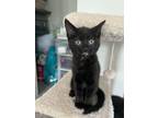Adopt Rory a All Black Domestic Shorthair / Mixed (short coat) cat in