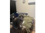 Adopt Sage a Gray, Blue or Silver Tabby Domestic Shorthair / Mixed (short coat)