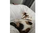 Adopt Squid a Calico or Dilute Calico Domestic Mediumhair / Mixed (medium coat)