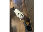 Adopt Jovi a White (Mostly) Domestic Shorthair / Mixed (short coat) cat in