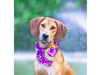 Adopt Roo a Rhodesian Ridgeback / Hound (Unknown Type) / Mixed dog in