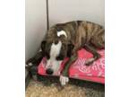 Adopt Sugar a Mastiff / Labrador Retriever / Mixed dog in Unionville