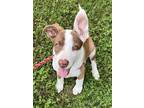 Adopt Lab/Boxer Pups F a Labrador Retriever / Boxer / Mixed dog in Unionville