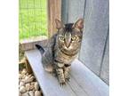 Adopt Ashley a Brown Tabby American Shorthair / Mixed (short coat) cat in