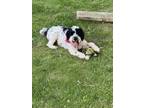 Adopt Pietro a White - with Black Portuguese Water Dog / Mixed dog in Malibu