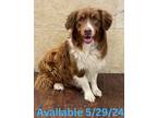 Adopt Dog Kennel #9 a Australian Shepherd / Mixed Breed (Medium) / Mixed dog in